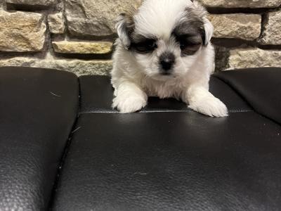 Maltese x pups Male available