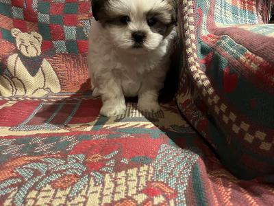 Maltese x pups Male available