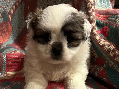 Maltese x pups Male available