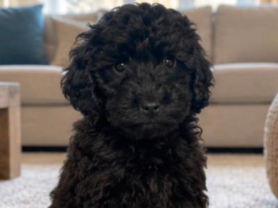 Gorgeous Cockapoo puppies in Cork