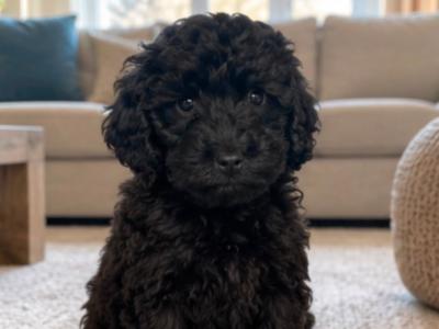 Gorgeous Cockapoo puppies in Cork