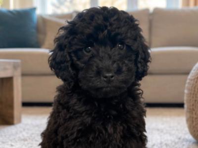 Gorgeous Cockapoo puppies in Cork