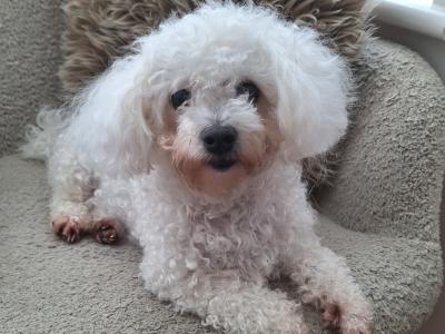 Aiko is a 3 year 7 month old female Bichon Frise in Cork
