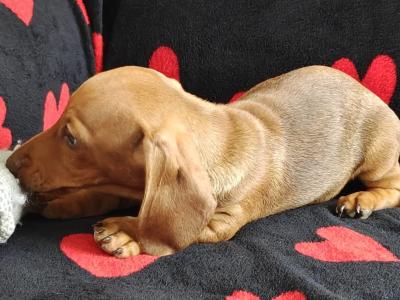 Miniature short hair Dachshund puppies in Dublin - Both parents are IKC Registered