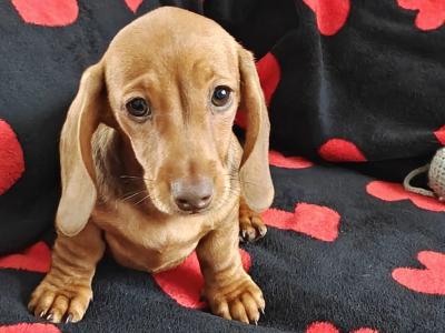 Miniature short hair Dachshund puppies in Dublin - Both parents are IKC Registered