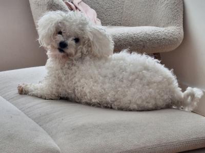 Aiko is a 3 year 7 month old female Bichon Frise in Cork
