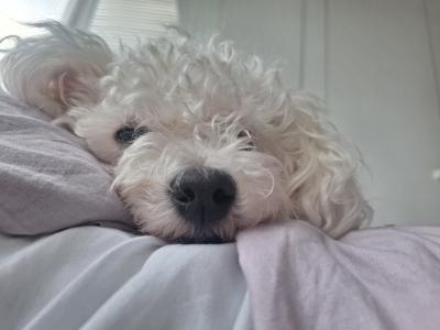 Aiko is a 3 year 7 month old female Bichon Frise in Cork