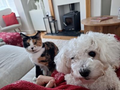 Aiko is a 3 year 7 month old female Bichon Frise in Cork