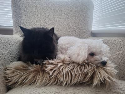 Aiko is a 3 year 7 month old female Bichon Frise in Cork