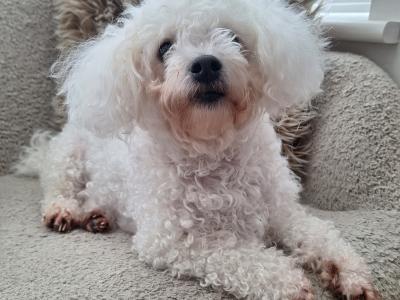 Aiko is a 3 year 7 month old female Bichon Frise in Cork