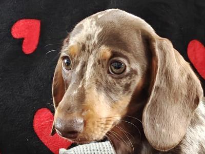 Miniature short hair Dachshund puppies in Dublin - Both parents are IKC Registered