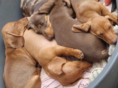 Miniature short hair Dachshund puppies in Dublin - Both parents are IKC Registered