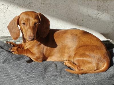 Miniature short hair Dachshund puppies in Dublin - Both parents are IKC Registered