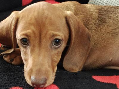 Miniature short hair Dachshund puppies in Dublin - Both parents are IKC Registered