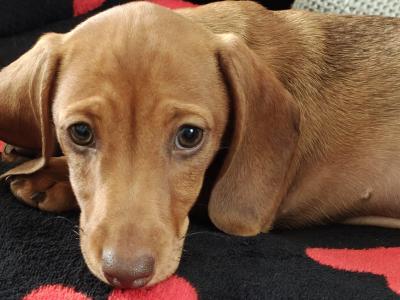 Last female - Miniature short hair Dachshund puppies in Dublin - Both parents are IKC Registered