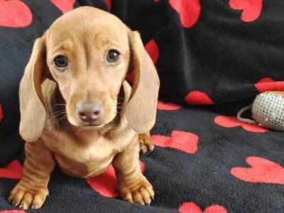 Miniature short hair Dachshund puppies in Dublin - Both parents are IKC Registered