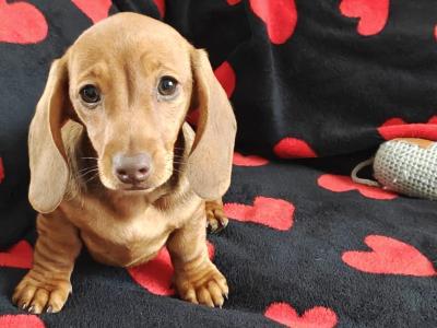 Miniature short hair Dachshund puppies in Dublin - Both parents are IKC Registered - 3 remaining