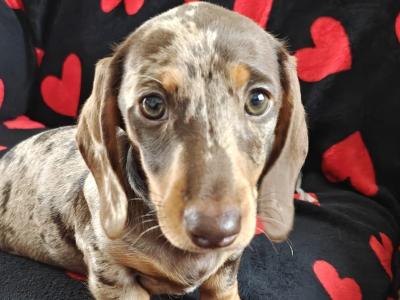 Miniature short hair Dachshund puppies in Dublin - Both parents are IKC Registered