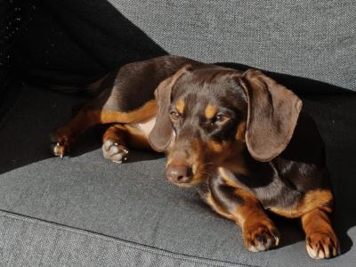 Miniature short hair Dachshund puppies in Dublin - Both parents are IKC Registered