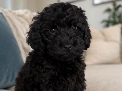 Gorgeous Cockapoo puppies in Cork