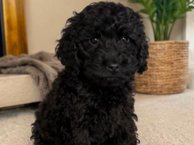 Gorgeous Cockapoo puppies in Cork