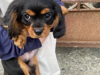 2 Cavalier King Charles puppies in Galway