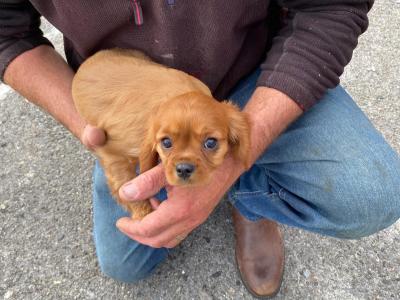 2 Cavalier King Charles puppies in Galway