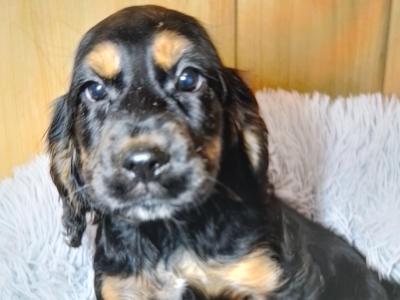 Cocker Spaniel puppies in Donegal