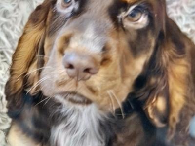 Cocker Spaniel puppies in Donegal