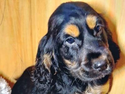 Cocker Spaniel puppies in Donegal