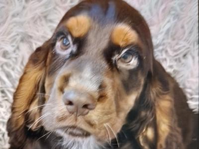 Cocker Spaniel puppies in Donegal