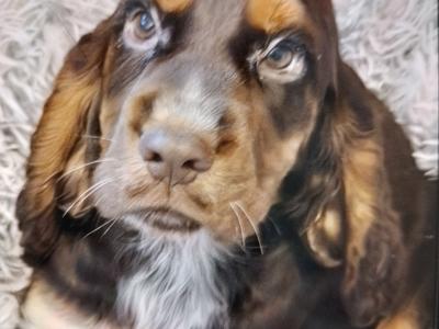 Cocker Spaniel puppies in Donegal