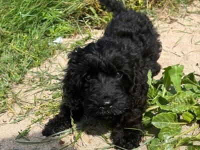 Gorgeous Cockapoo puppies in Cork