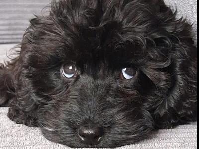 Gorgeous Cockapoo puppies in Cork