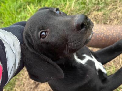 3 male Labrador x Border Collie puppies in Loughrea, Galway