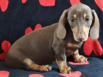 Miniature short hair Dachshund puppies in Dublin - Both parents are IKC Registered