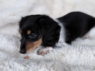 Miniature Long-Haired Dachshund puppies in Carlow