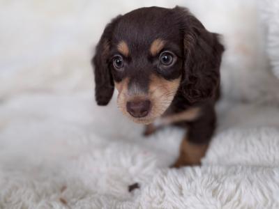 Miniature Long-Haired Dachshund puppies in Carlow