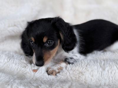 Miniature Long-Haired Dachshund puppies in Carlow