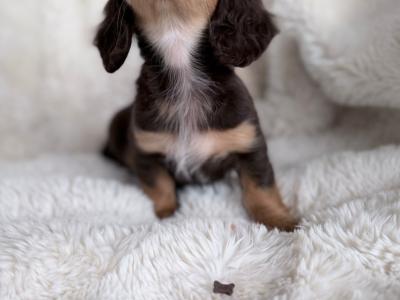 Miniature Long-Haired Dachshund puppies in Carlow