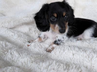 Miniature Long-Haired Dachshund puppies in Carlow