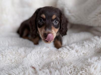 Miniature Long-Haired Dachshund puppies in Carlow