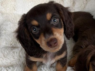Miniature Long-Haired Dachshund puppies in Carlow