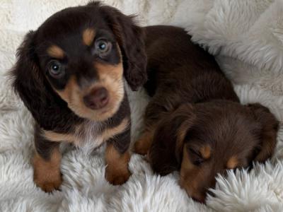 Miniature Long-Haired Dachshund puppies in Carlow