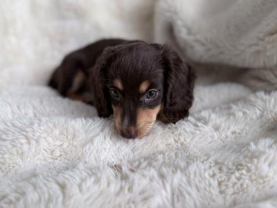 Miniature Long-Haired Dachshund puppies in Carlow