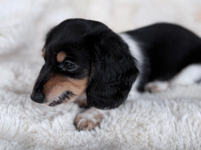 Miniature Long-Haired Dachshund puppies in Carlow