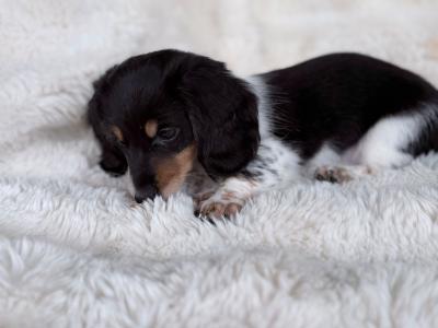 Miniature Long-Haired Dachshund puppies in Carlow