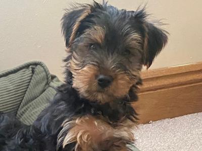 Purebred Yorkshire Terrier ❤️puppies in Meath