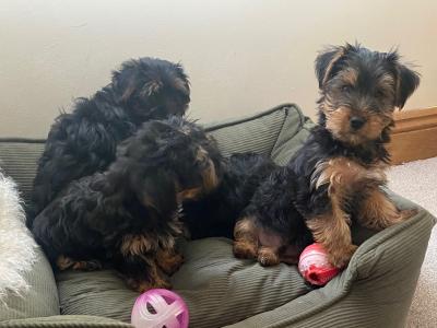 Purebred Yorkshire Terrier ❤️puppies in Meath