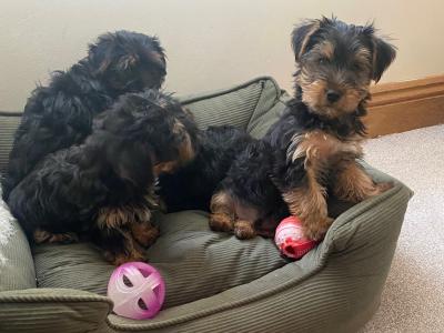 Purebred small Yorkshire Terrier puppies ❤️ in Meath